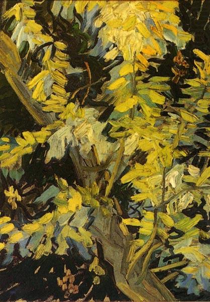 Vincent Van Gogh Blossoming Acacia Branches china oil painting image